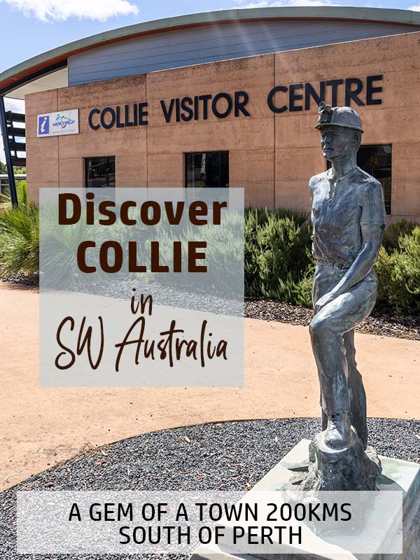 Collie Feature Image